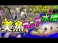 ✨最上級アクアリスト　スーパーマニア宅訪問！選りすぐりの美魚達　『アルタムエンゼル』『小型魚』『アロワナ』『キクラ』など　Nさん宅パート１
