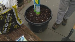 Pat Sullivan: Proper tree planting in spring