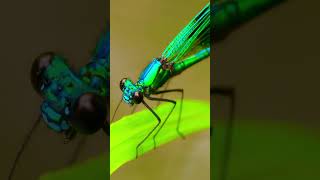 🐉 Dragonfly in Slow Motion | Nature’s Perfect Flying Machine ✨