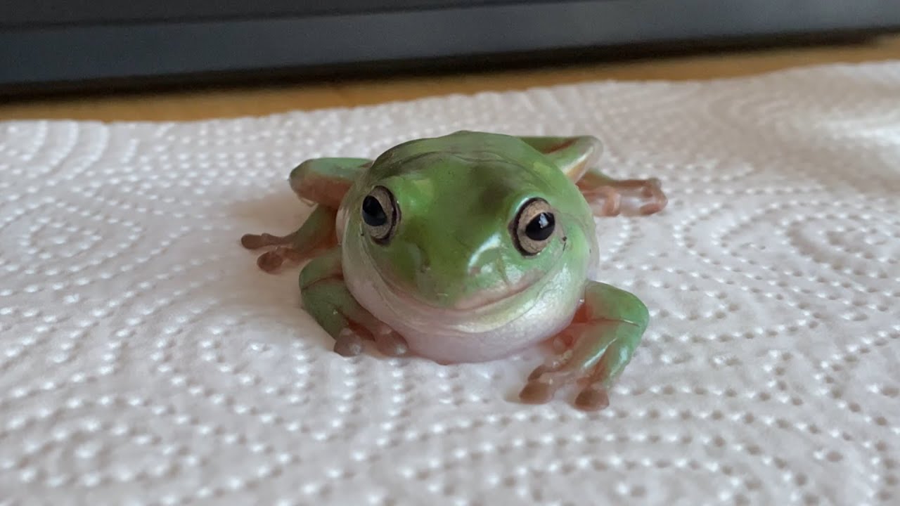 [4K] Just a Frog watching you for a minute