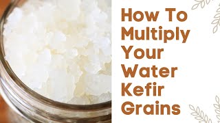 How To Multiply Your Water Kefir Grains