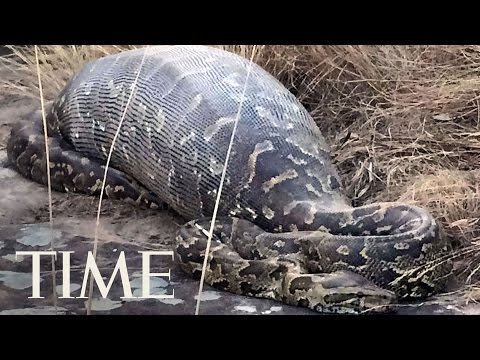 Thumb of A Human Was Found Inside A Python video