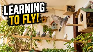 Java Finch Parents Teaching Chicks How to Fly!