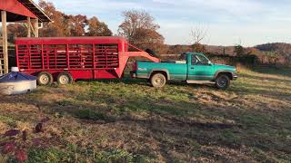 Hauling Cattle to a New Field