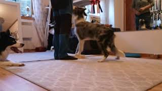 Quick working on hind control by The dancing Border Collies 177 views 3 years ago 1 minute, 53 seconds