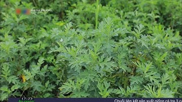 Cách trồng ngải cứu cho năng suất cao