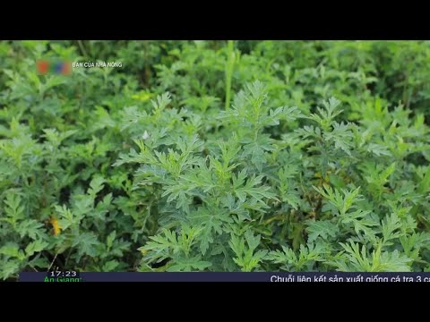 Cách trồng cây ngải cứu
