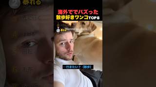 海外でバズった散歩が好きすぎるワンコたちTOP8！