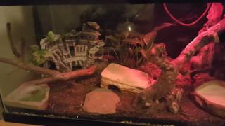 40 gallon butter ball python tank