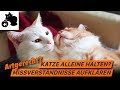 ðŸ”¥Katzenhaltung | wieviele Katzen - was ist artgerecht? | Katze alleine halten? Einzelhaltung?