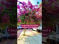 STOP SCROLLING-You need to see this🩷🌸#bougainvillea#shorts#yt #shortfeed#ytshorts#nature#photography