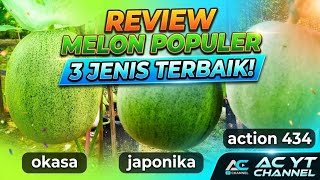 Reviewing 3 types of melon plants