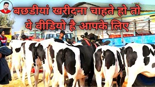 पशु मंडी जगराओं (23-09-2021) Pashu Mandi Jagraon (Heifers Special)