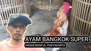 Super Bangkok Chickens at Bantul Market Yogyakarta - ABG Blue Cage