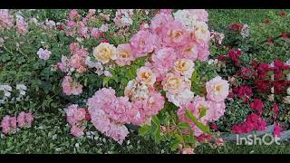 MAGLAKAD-LAKAD SAN TAYO MAKARATING //SOCHI RUSSIA JUNE 2021 #celineVlogsInRUSSIA