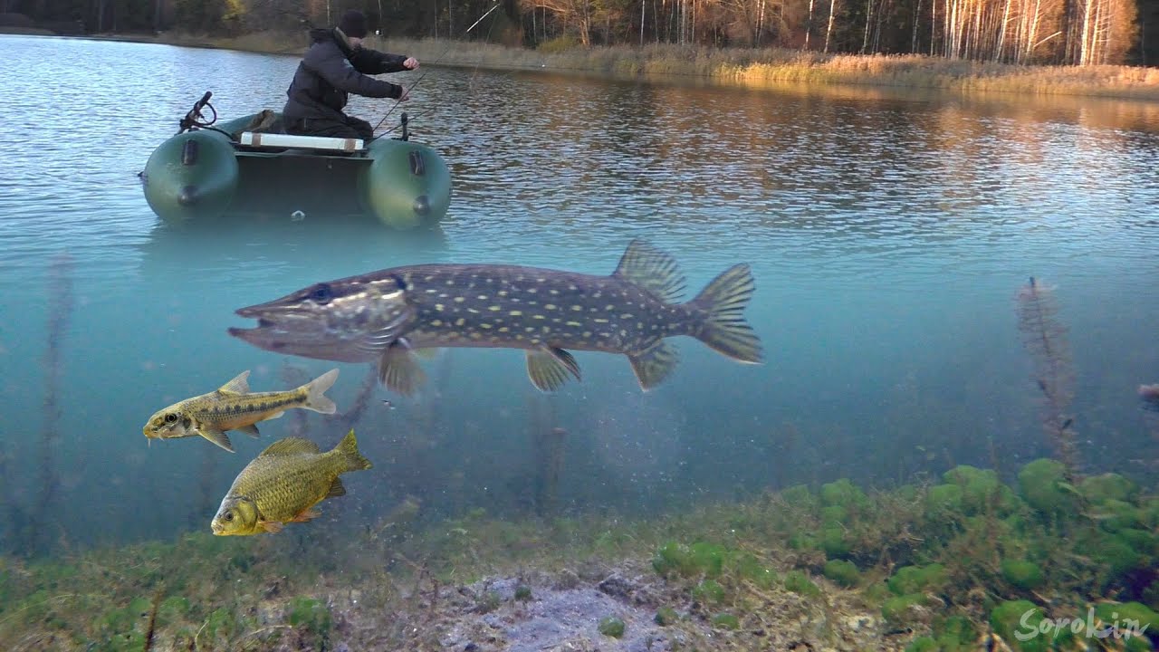 Реакция ЩУКИ на ПЕСКАРЯ и КАРАСЯ!!! Подводная съемка - YouTube