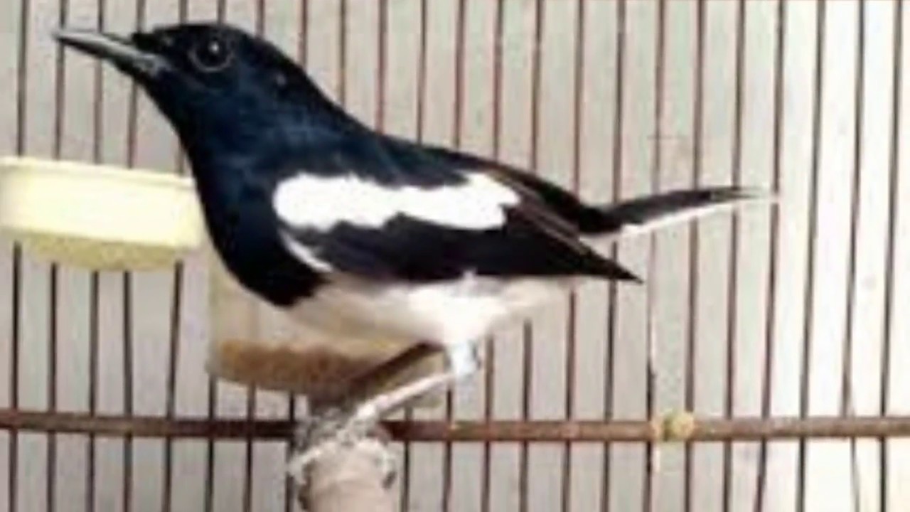 Wow! Cara Mudah Menjodohkan Burung Kacer Agar Cepat Bertelur 
