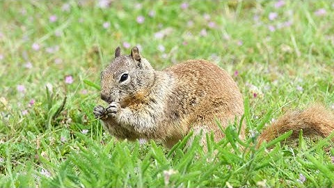 Biologists make surprising discovery about squirrels