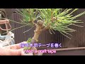 活着率の高い接ぎ木方法