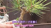 カンキツ類の接木方法 Youtube