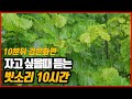 숲속에 내리는 수면을 위한 빗소리, 10분뒤 블랙화면, 불면증을 없애주고 피로회복을 도와주는 비소리, 백색소음, 수면, 집중력