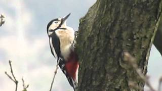 Great Spotted Woodpecker in Colden Clough LNR