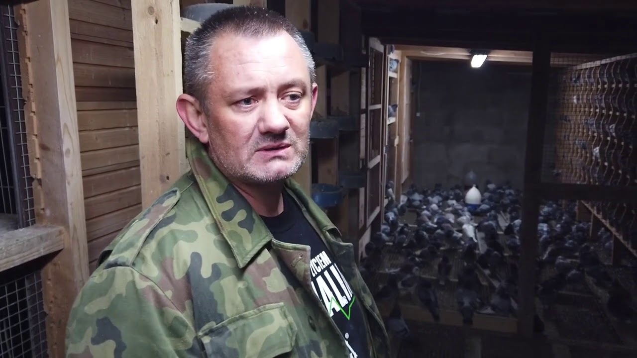 Mariusz Dmitruk - hodowla i gołębie z rozpłodu na sprzedaż - tel.: 511 774 385
