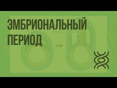 Индивидуальное развитие. Эмбриональный период. Видеоурок по биологии 10 класс