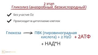 Энергетический обмен Энергетический обмен