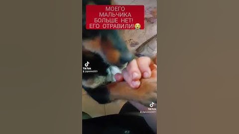 Отравили моего мальчика , мягких облачков тебе #собаки #разлука