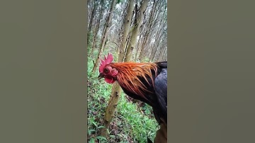 Bẫy Gà Rừng Rặc #100 #shorts