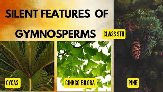 Gymnosperm |Characteristic with examples |Evolutionary lineage |Quick revision |#botany #ncert