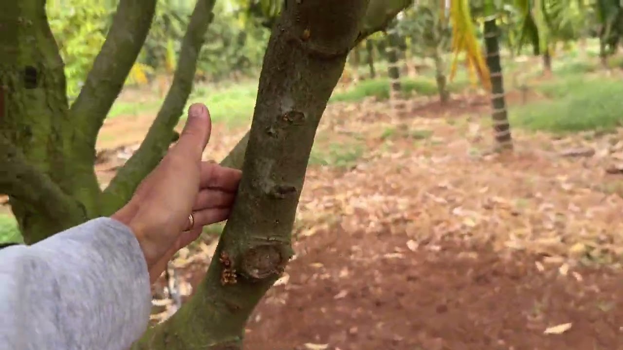 04/02/2026-TIẾP NỐI DỮ LIỆU NGÀY 20/01/2026 LÀM ĐỀU CỔ BÔNG