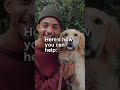 3 Signs Your Dogs Digestion is Off #shorts
