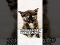 270gで救われた小さな命が家族になるまで。サビ猫あんずの奇跡【保護猫ストーリー】#保護猫 #サビ猫 #元野良猫 #猫動画 #rescuecat