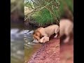 Lion Dad Risks Everything to Save His Cub 🦁
