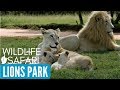 LION AND SAFARI PARK(LIONS PARK) Johannesburg, South Africa Tourism