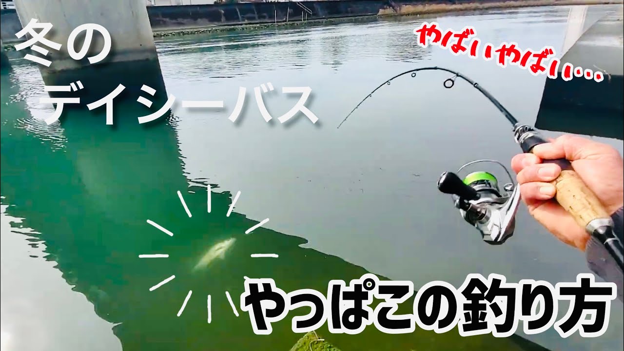 冬のシーバスが釣れない！と思っていたら…
