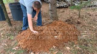 How To Make A Hen Of The Woods Maitake Garden