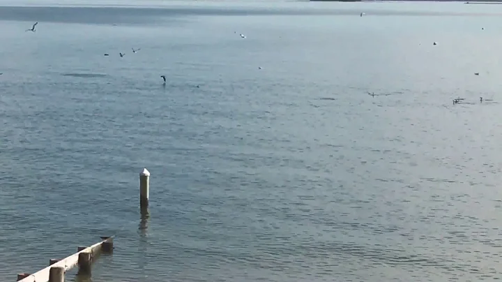 Bluefish Feeding Frenzy