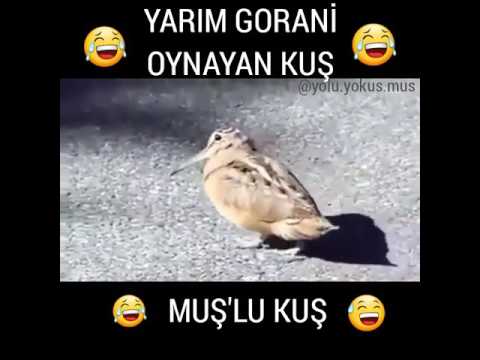 Yarım Gorani oynayan Muşlu kuş