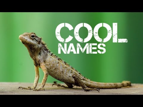 male-reptile-pet-names-starting-with-r---youtube
