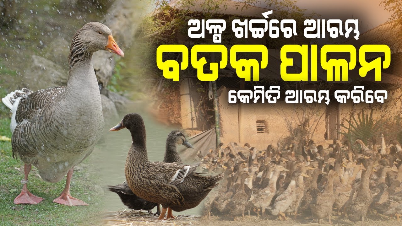 କେମିତି ଆରମ୍ଭ କରିବେ ବତକ ଫାର୍ମ || How to start Duck Farming in Odisha. 