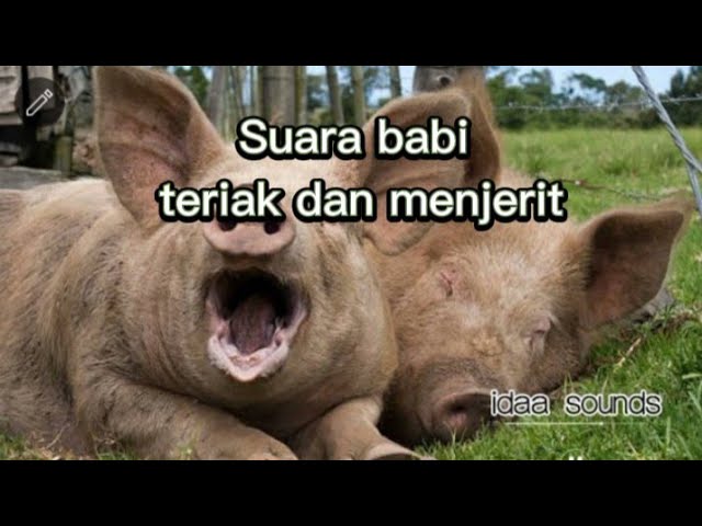 Suara Babi Berteriak & Menjerit no copyright| pig sound effect no copyright class=