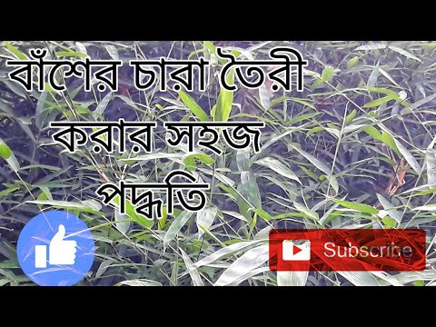 ভিডিও: কিভাবে বাঁশ প্রচার করা যায়