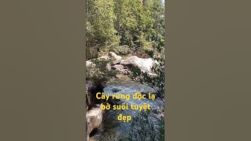 Cây rừng độc lạ bờ suối tuyệt đẹp.l Độc Lạ Tây Nguyên.