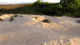 Galapagos Sea Turtle Making Nest