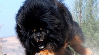 Top 10 Biggest Guard Dogs In The World