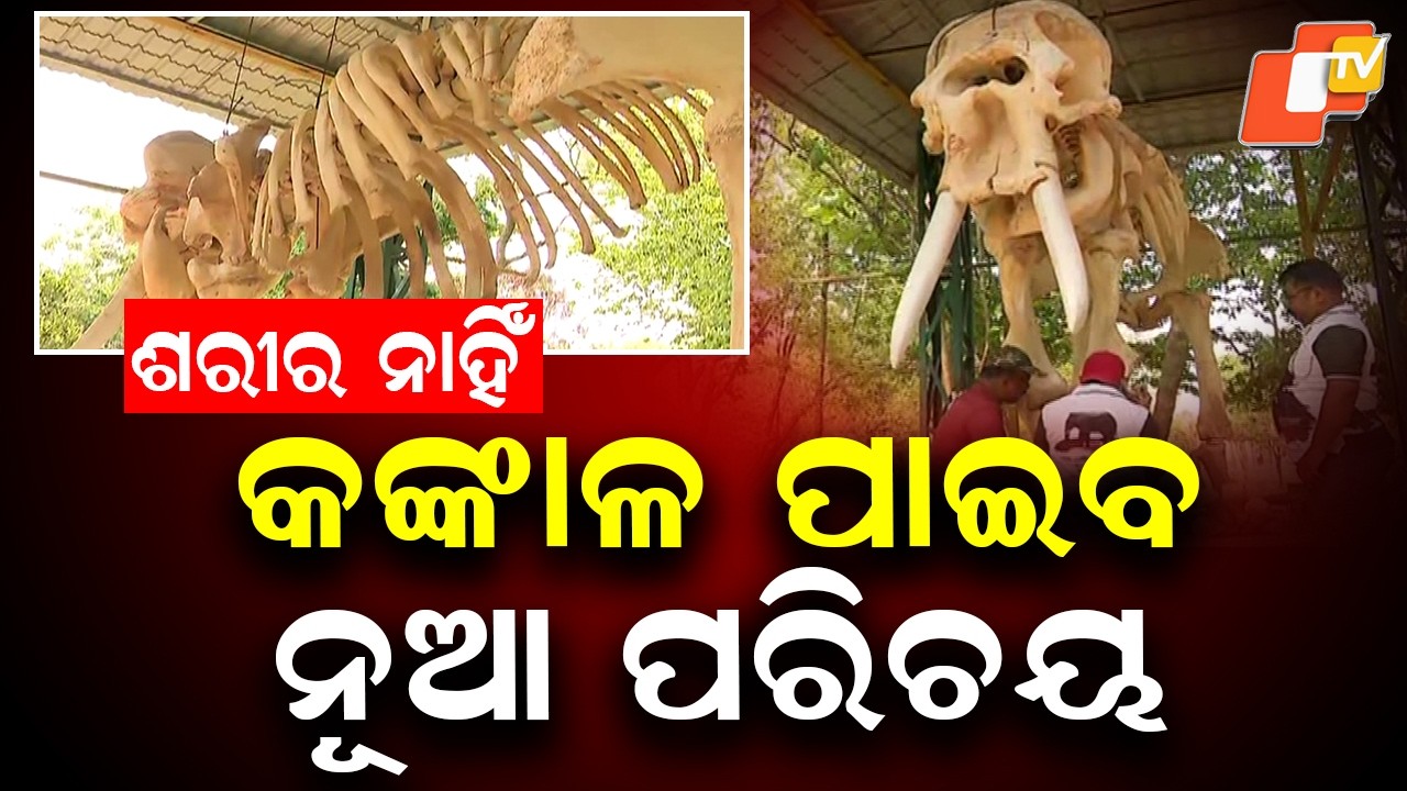 Ramu Gets New Identity: Skeleton Reconstructed, Displayed Near Bhubaneswar