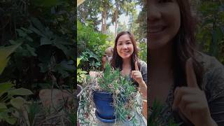 SAVING THE SUPER TROUPER CARNATION REPOTTING AND PRUNING